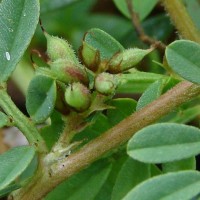 Indigofera linnaei Ali